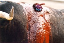 bullfighting4.jpg