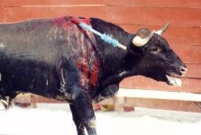bullfighting7.jpg