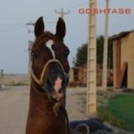 alirezainejad