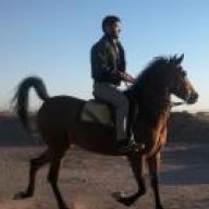shahab shekari