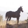 Katayoun G