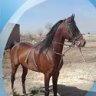 حسن عابدینی