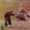 عربی