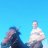 Majid_ghaemi_hrs