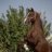 asad.danesh